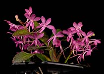 Ascf Cherry Blossom Damsel Fly